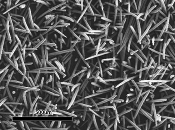 Troipeel Needles Microscope View